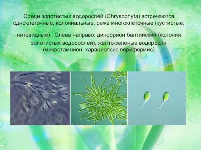 Среди золотистых водорослей (Chrysophyta) встречаются одноклеточные, колониальные, реже многоклеточные (кустистые, нитевидные).