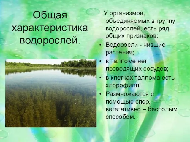 Общая характеристика водорослей. У организмов, объединяемых в группу водорослей, есть ряд