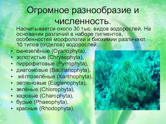 Огромное разнообразие и численность. Насчитывается около 30 тыс. видов водорослей. На