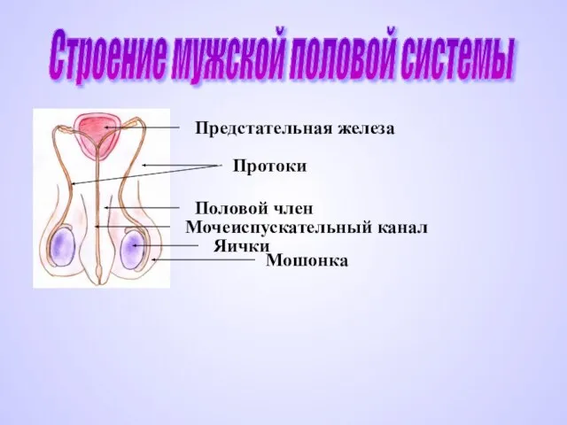 Строение мужской половой системы