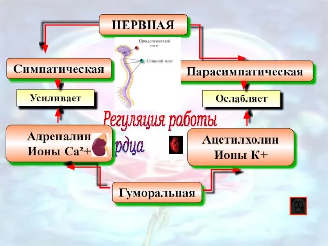 Регуляция работы сердца Гуморальная Симпатическая НЕРВНАЯ Парасимпатическая Адреналин Ионы Са²+ Ацетилхолин Ионы К+