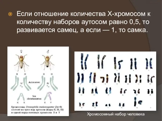 Если отношение количества Х-хромосом к количеству наборов аутосом равно 0,5, то