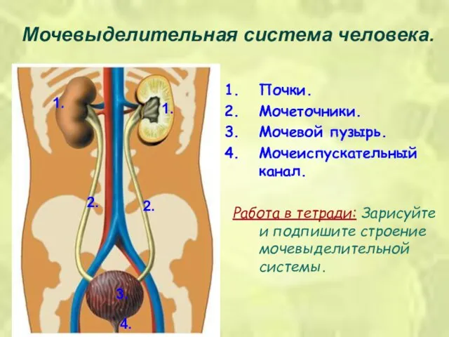 Мочевыделительная система человека. 1. 2. 3. 4. 1. 2. Почки. Мочеточники.