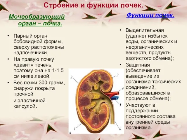 Строение и функции почек. Мочеобразующий орган – почка. Парный орган бобовидной