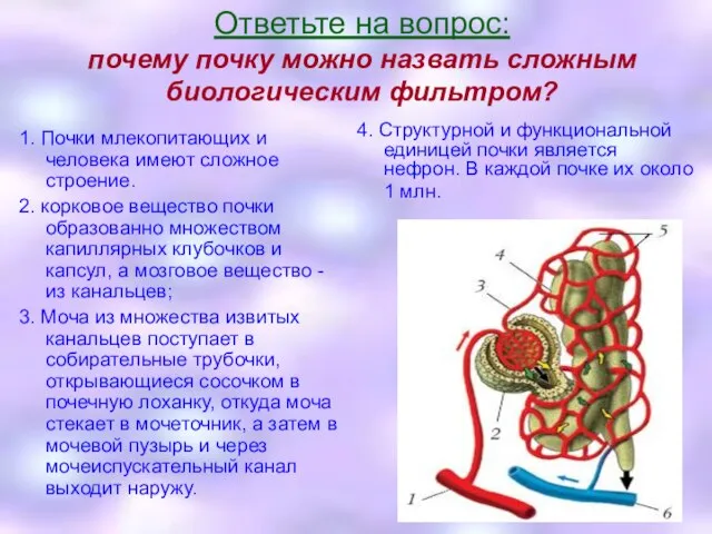 Ответьте на вопрос: почему почку можно назвать сложным биологическим фильтром? 1.