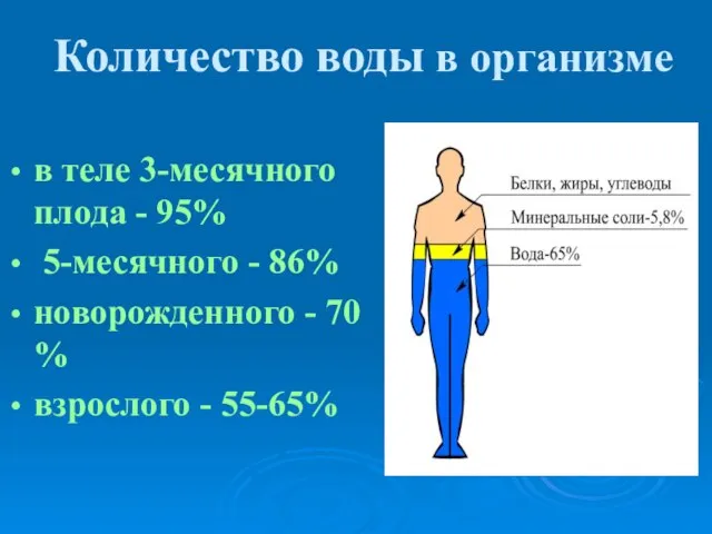 Количество воды в организме в теле 3-месячного плода - 95% 5-месячного