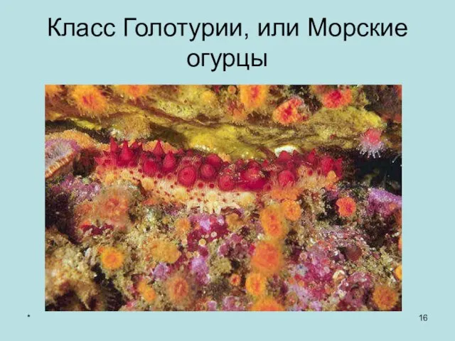 * Класс Голотурии, или Морские огурцы