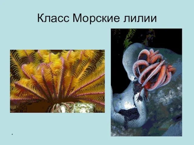 * Класс Морские лилии