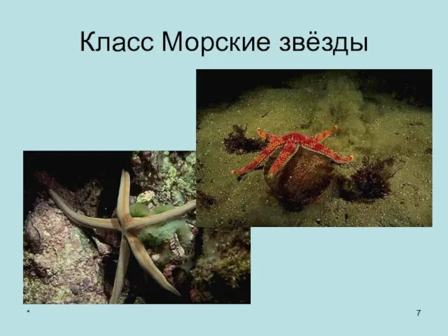 * Класс Морские звёзды