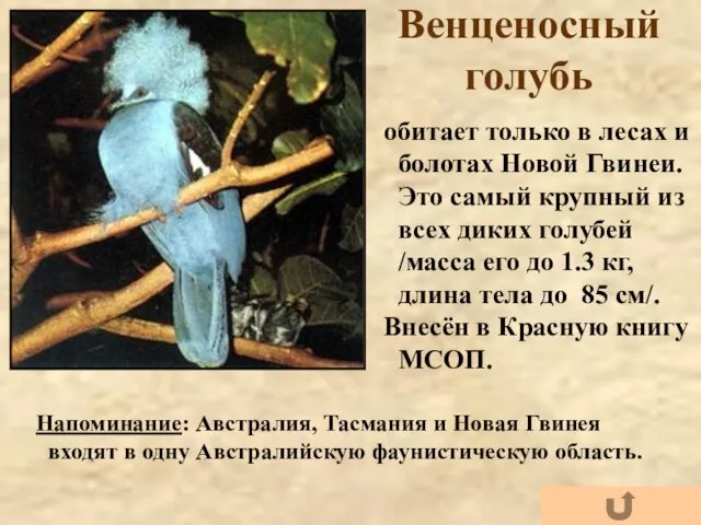 Венценосный голубь обитает только в лесах и болотах Новой Гвинеи. Это