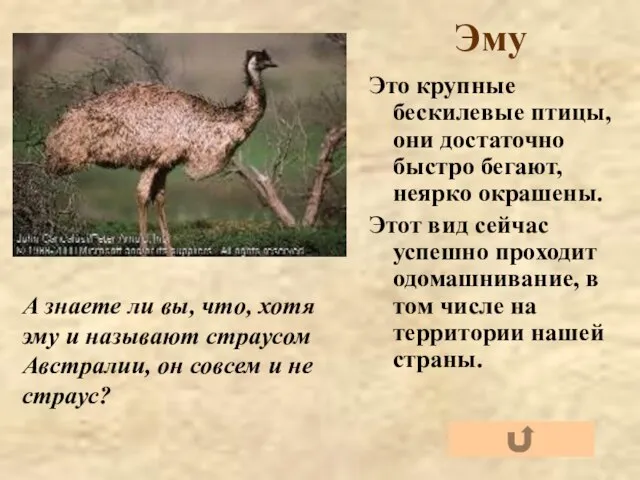 Эму Это крупные бескилевые птицы, они достаточно быстро бегают, неярко окрашены.