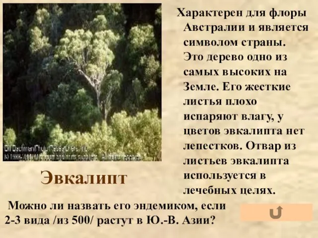 Эвкалипт Характерен для флоры Австралии и является символом страны. Это дерево