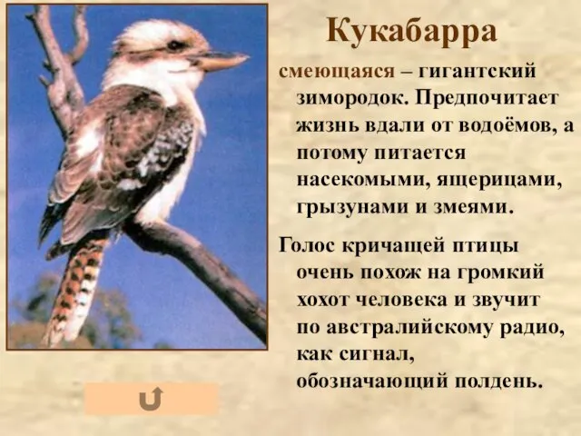 Кукабарра смеющаяся – гигантский зимородок. Предпочитает жизнь вдали от водоёмов, а