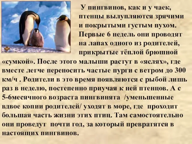 «сумкой». После этого малыши растут в «яслях», где вместе легче переносить