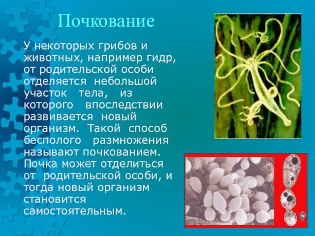 Почкование У некоторых грибов и животных, например гидр, от родительской особи