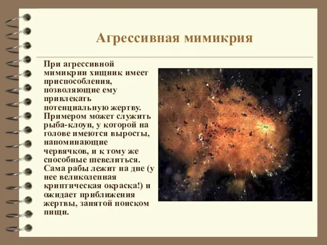 Агрессивная мимикрия При агрессивной мимикрии хищник имеет приспособления, позволяющие ему привлекать