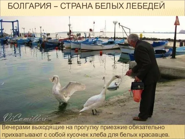 БОЛГАРИЯ – СТРАНА БЕЛЫХ ЛЕБЕДЕЙ Вечерами выходящие на прогулку приезжие обязательно