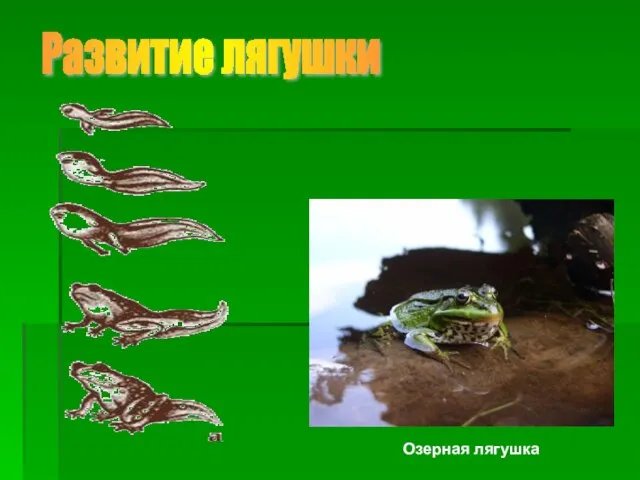 Развитие лягушки Озерная лягушка