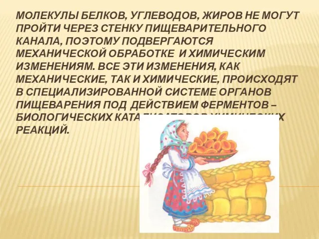 Молекулы белков, углеводов, жиров не могут пройти через стенку пищеварительного канала,