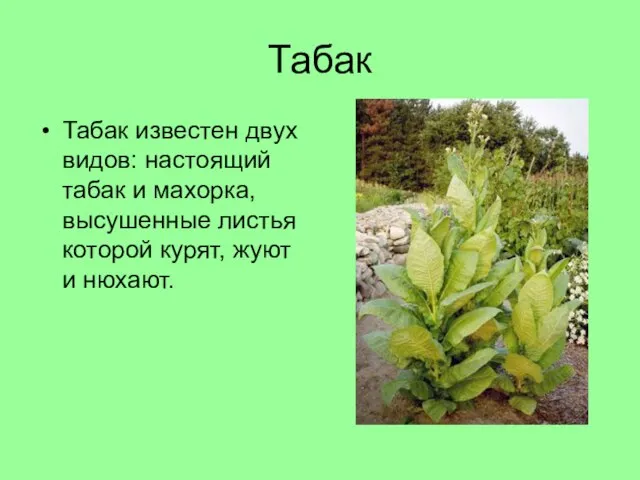 Табак Табак известен двух видов: настоящий табак и махорка, высушенные листья которой курят, жуют и нюхают.