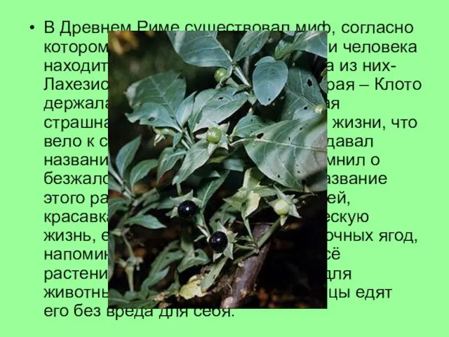 В Древнем Риме существовал миф, согласно которому продолжительность жизни человека находится