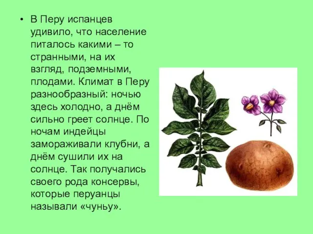 В Перу испанцев удивило, что население питалось какими – то странными,