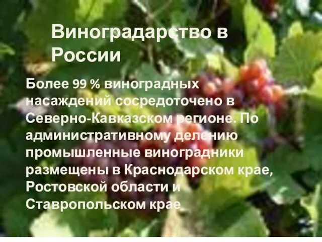 Более 99 % виноградных насаждений сосредоточено в Северно-Кавказском регионе. По административному