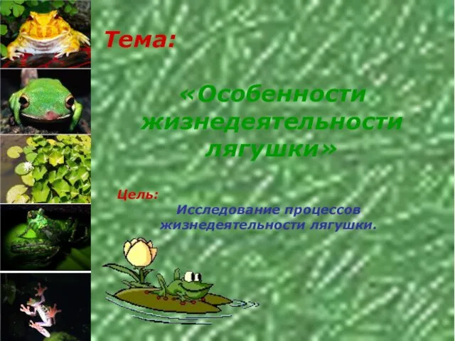 Тема: «Особенности жизнедеятельности лягушки» Цель: Исследование процессов жизнедеятельности лягушки.