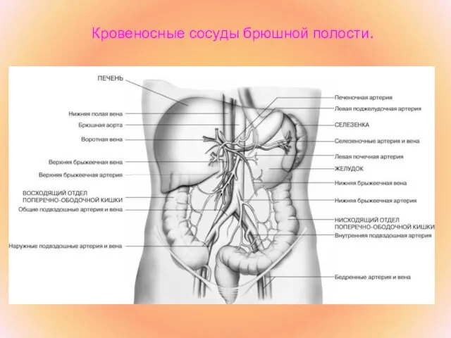 Кровеносные сосуды брюшной полости.