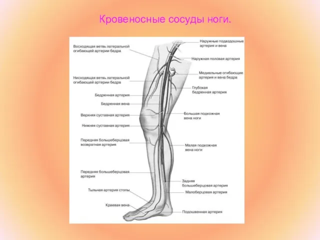 Кровеносные сосуды ноги.