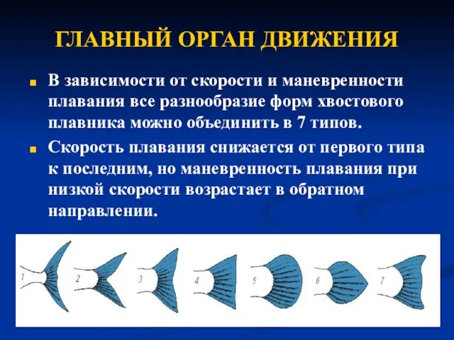 ГЛАВНЫЙ ОРГАН ДВИЖЕНИЯ В зависимости от скорости и маневренности плавания все