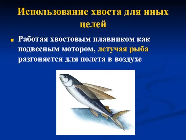 Использование хвоста для иных целей Работая хвостовым плавником как подвесным мотором,