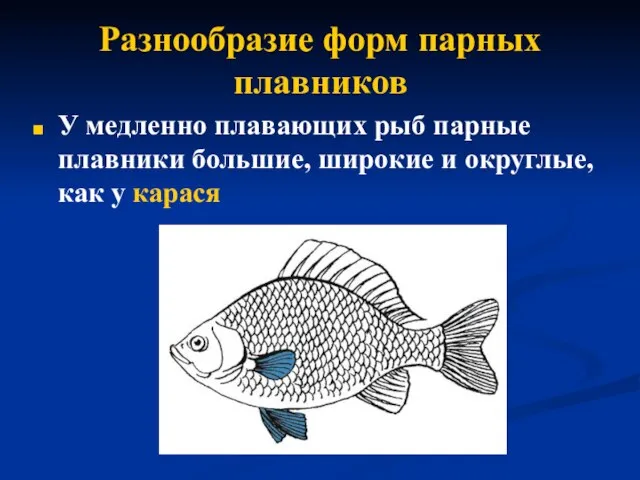 Разнообразие форм парных плавников У медленно плавающих рыб парные плавники большие,