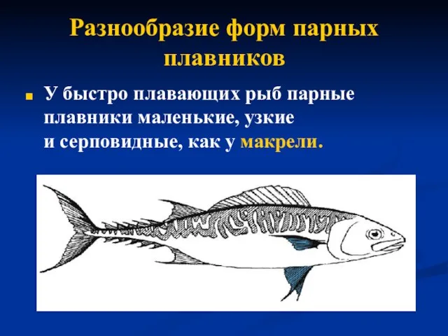 Разнообразие форм парных плавников У быстро плавающих рыб парные плавники маленькие,