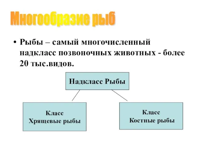 Рыбы – самый многочисленный надкласс позвоночных животных - более 20 тыс.видов.