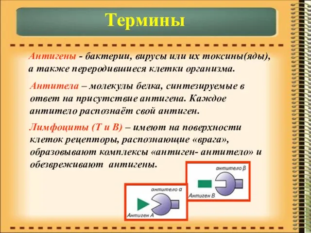 Термины Антигены - бактерии, вирусы или их токсины(яды), а также переродившиеся