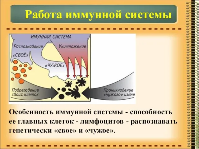 Работа иммунной системы Особенность иммунной системы - способность ее главных клеток