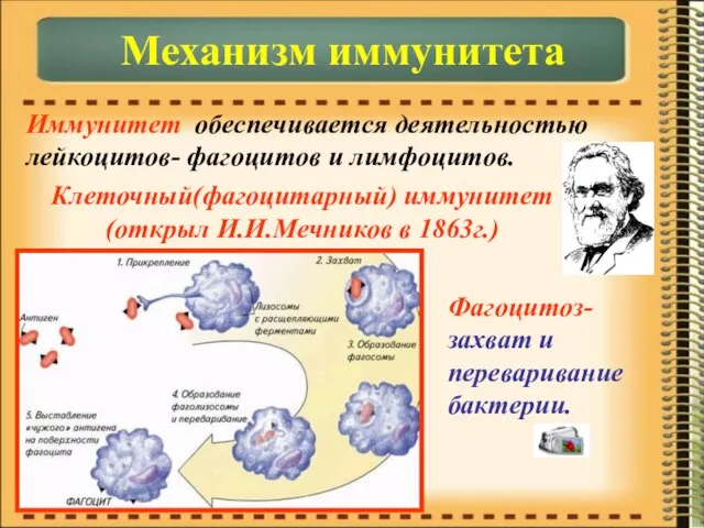 Иммунитет обеспечивается деятельностью лейкоцитов- фагоцитов и лимфоцитов. Механизм иммунитета Клеточный(фагоцитарный) иммунитет