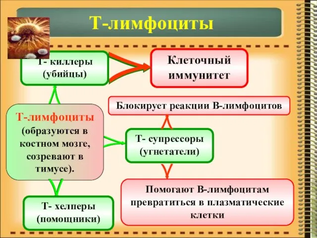 Т-лимфоциты Т-лимфоциты (образуются в костном мозге, созревают в тимусе). Т- киллеры