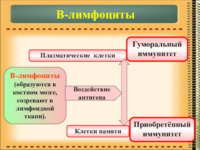 В-лимфоциты В-лимфоциты (образуются в костном мозге, созревают в лимфоидной ткани). Воздействие