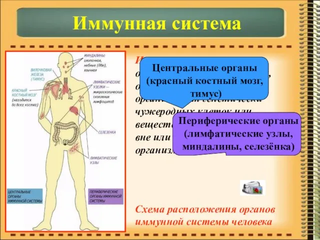 Иммунная система – объединяет органы и ткани, обеспечивающие защиту организма от