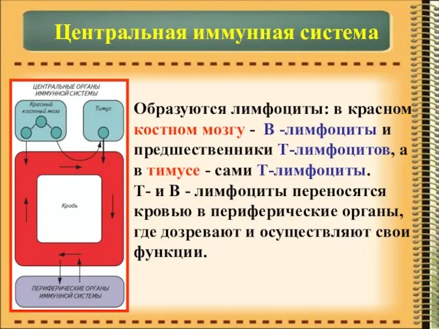 Центральная иммунная система Образуются лимфоциты: в красном костном мозгу - В