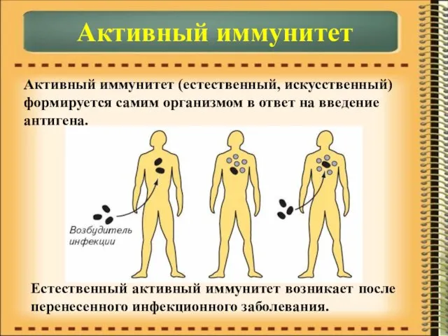 Активный иммунитет Активный иммунитет (естественный, искусственный) формируется самим организмом в ответ