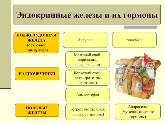 Эндокринные железы и их гормоны ПОДЖЕЛУДОЧНАЯ ЖЕЛЕЗА (островки Лангеранса) НАДПОЧЕЧНИКИ ПОЛОВЫЕ