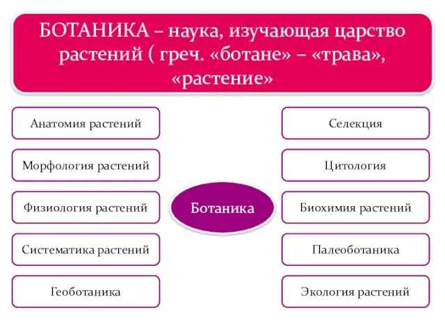 Царство растений БОТАНИКА – наука, изучающая царство растений ( греч. «ботане»