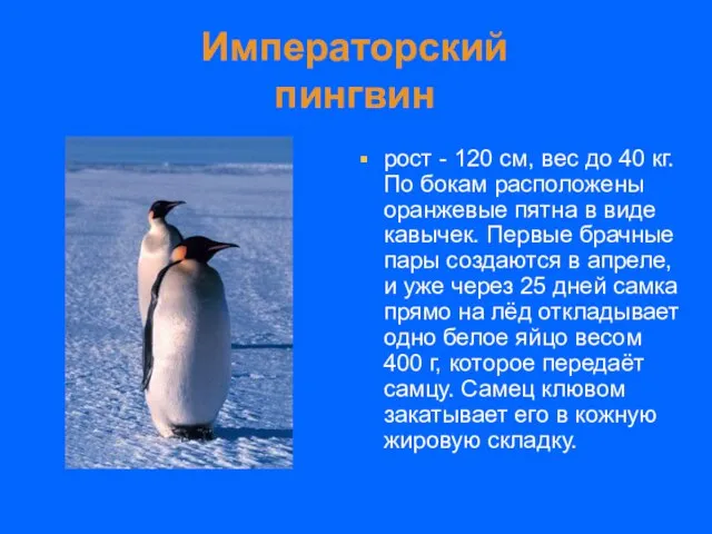 Императорский пингвин рост - 120 см, вес до 40 кг. По
