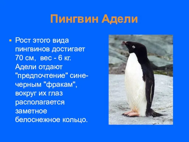 Пингвин Адели Рост этого вида пингвинов достигает 70 см, вес -