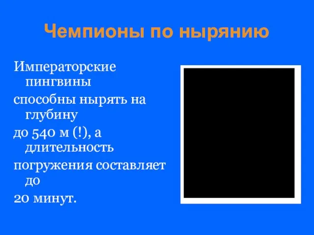 Чемпионы по нырянию Императорские пингвины способны нырять на глубину до 540