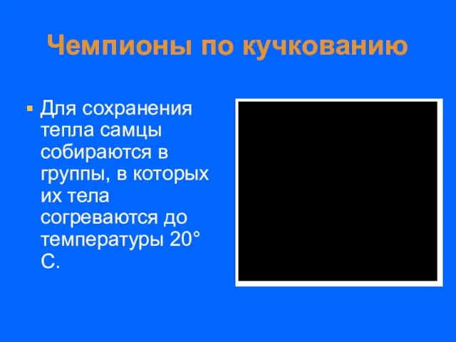 Чемпионы по кучкованию Для сохранения тепла самцы собираются в группы, в