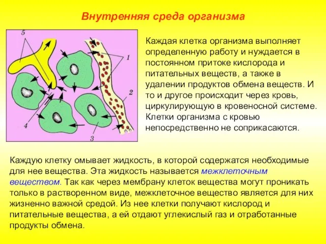 Внутренняя среда организма Каждая клетка организма выполняет определенную работу и нуждается